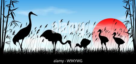 Birds cranes on sunrise background. Morning, sky, sun. Birds on a background of grass, bamboo and reeds. Evening landscape. Wildlife scene. Stock Vector