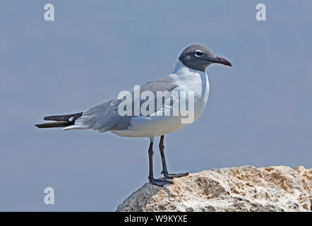 Laughing Gull (Larus atricilla) breeding plumage adult standing on rock   Hellshire, Jamaica             April Stock Photo