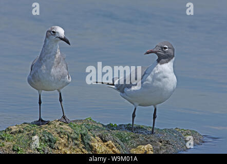 Laughing Gull (Larus atricilla) breeding plumage adult standing on rock with immature  Hellshire, Jamaica             April Stock Photo