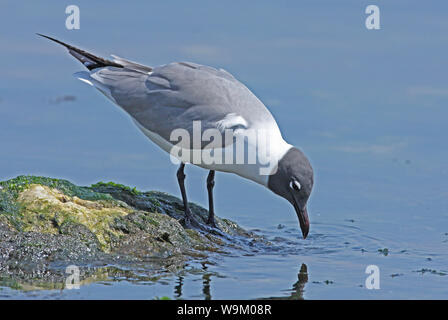 Laughing Gull (Larus atricilla) breeding plumage adult standing on rock drinking  Hellshire, Jamaica             April Stock Photo