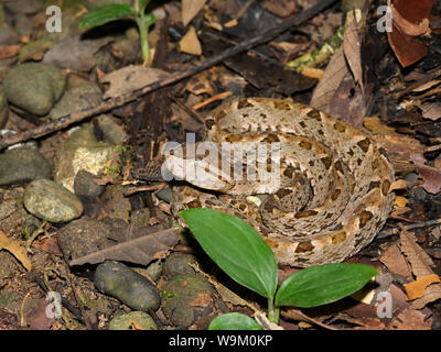 Fer-de-lance, Terciopelo, Bothrops asper, Manuel Antonio Nat park, CR Stock Photo