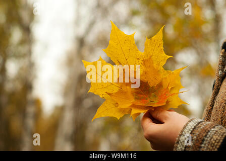 yellow autumn bouquet of fallen maple leaves in the hand of a girl in the park, closeup Stock Photo