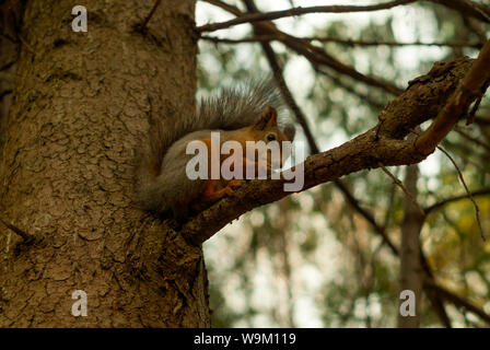 red eurasian squirrel sits on a spruce branch in the autumn forest and eats Stock Photo