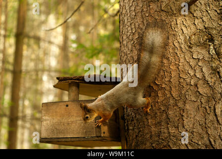 red squirrel surveys a simple wooden bird feeder in the forest Stock Photo