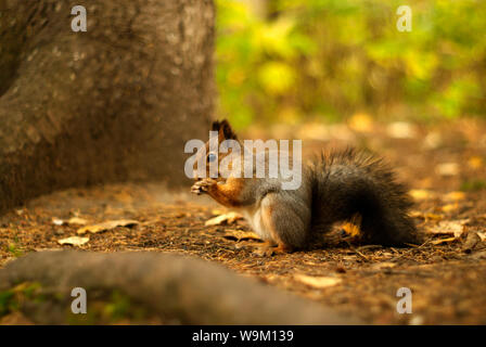 squirrel in the autumn forest sits on the ground near the trunk of a tree, eats something and smiles Stock Photo