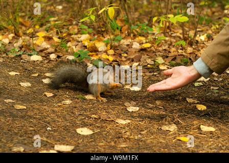 red squirrel in autumn park eating nuts with a human's hand, blurred background Stock Photo