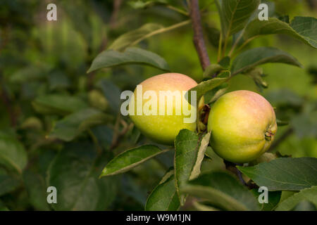 two half ripe small apples on a tree branch in the garden Stock Photo