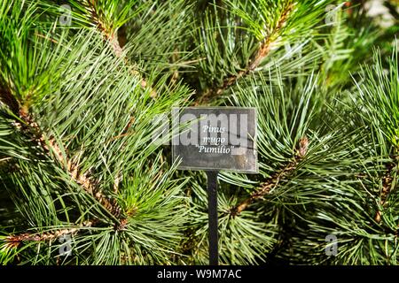 Pinus mugo pumilio pine tree Stock Photo