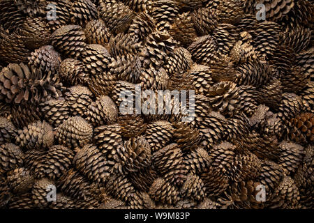 Natural background of brown pine and fir cones close up. Texture of many fallen cones. Template for design Stock Photo