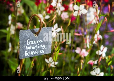 Gaura whirling butterflies flowering garden plant Stock Photo