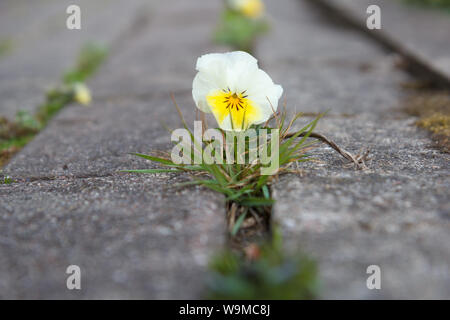 The small flower growing through a crack in the old brick pavement in spring Stock Photo