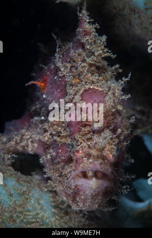 A well-camouflaged frogfish is black sand seafloor in Lembeh Strait, Indonesia. This fish is rarely seen as it blends into its surroundings so well. Stock Photo