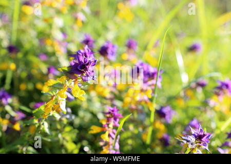 Colorful wildflowers on summer meadow, cow wheat in sunny day. Melampyrum nemorosum or Ivan da Marya blooming in a grass, vivid colors of nature Stock Photo