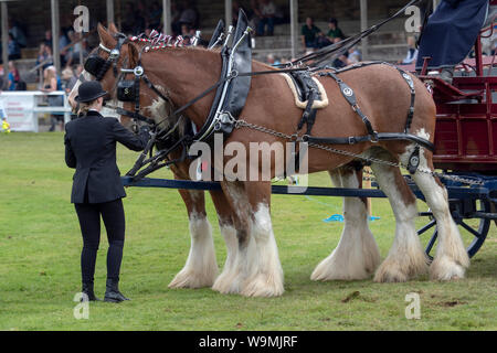 Turriff, Scotland - Aug 05, 2019: Display of horses and wagons during the Heavy Horse turnout at the Turriff Agricultural Show in Scotland. Stock Photo