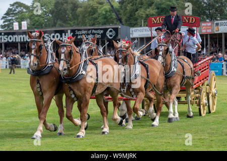 Turriff, Scotland - Aug 05, 2019: Display of horses and wagons during the Heavy Horse turnout at the Turriff Agricultural Show in Scotland. Stock Photo