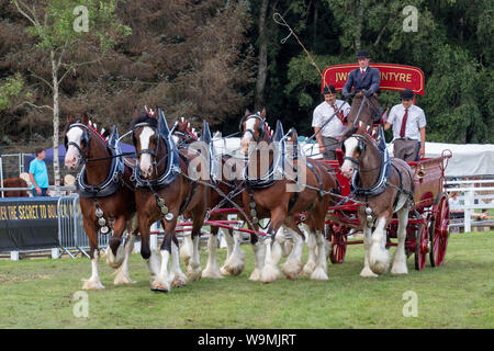 Turriff, Scotland - Aug 05, 2019: Display of horses and wagons during the Heavy Horse turnout at the Turriff Agricultural Show in Scotland. Stock Photo