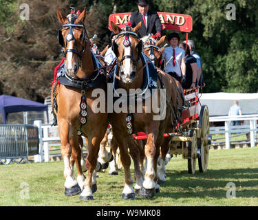 Turriff, Scotland - Aug 05, 2019: Display of horses and wagons during the Heavy Horse turnout at the Turriff Agricultural Show in Scotland. Stock Photo