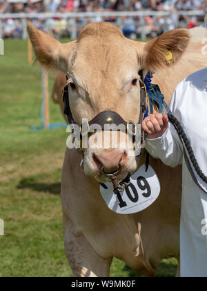 Turriff, Scotland - Aug 05, 2019: Cattle in the judging ring at the Turriff Agricultural Show 2019 Stock Photo