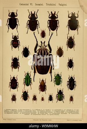 Die exotischen Käfer in Wort und Bild Stock Photo