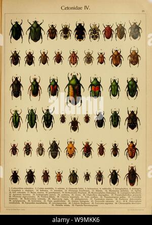 Die exotischen Käfer in Wort und Bild (Page 20) Stock Photo