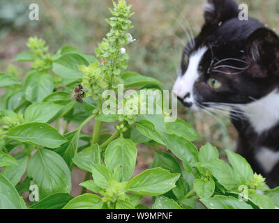 A kitten watching bee on green basil in the garden, Ocimum basilicum Stock Photo