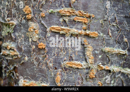 Close up of plum bark Stock Photo