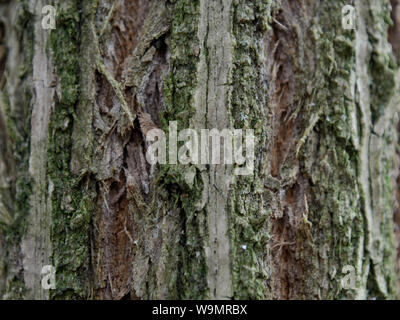 Close up of furrowed bark of a European elder, Sambucus nigra Stock Photo