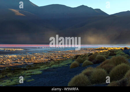 Laguna Colorada, Red Lagoon shallow salt lake in the southwest of the altiplano of Bolivia, within Eduardo Avaroa Andean Fauna National Reserve Stock Photo