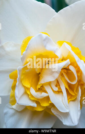 Close up detail of Narcissus Ice King in flower in spring  Narcissus Ice King is a division 4 double daffodil with white and yellow flowers Stock Photo