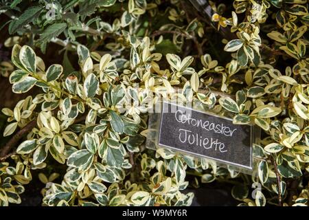 Variegated leaves foliage of a Cotoneaster juliette garden gardening plant plants gardens Stock Photo