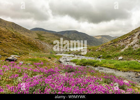 Dwarf Fireweed on the banks of a stream flowing into a tarn above Palmer Creek Valley in Southcentral Alaska. Stock Photo