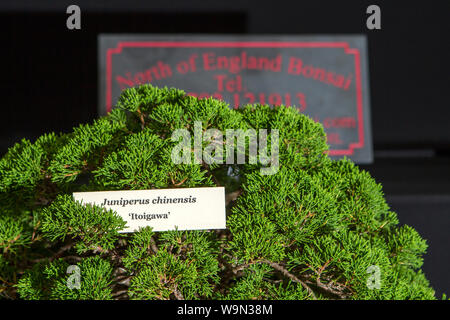 a juniperus chinensis bonsai tree miniature oriental japanese garden plant Stock Photo