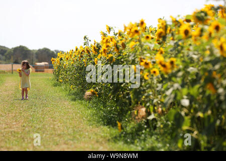 A young family playing in a Sunflower field in Hampshire, UK. Stock Photo
