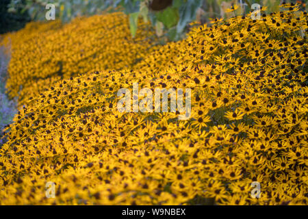 Field of Black-eyed Susan flowers in meadow Stock Photo