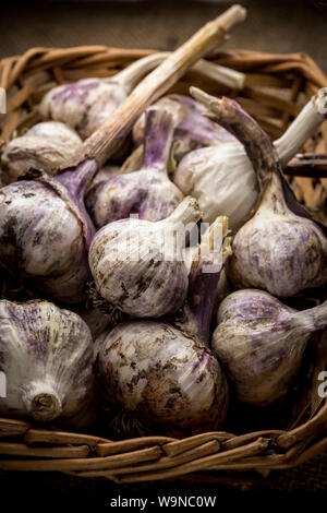 A close up of fresh garlic bulbs in a wicker basket. Stock Photo