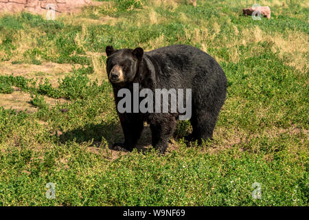 Chubby black bear walking around on the green grassy field Stock Photo