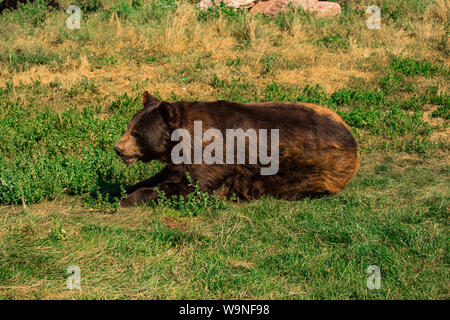 Brown bear laying down on the green grass Stock Photo