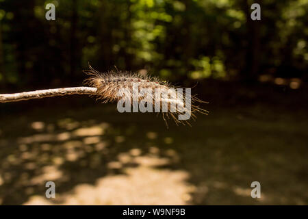 Hairy Gipsy Moth Caterpillar famous as Lymantria hang on the wood stick in Northern Wisconsin Forest Stock Photo