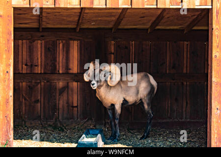 Bighorned goat getting a lunch in his shelter , Bear Country Wildlife Park , Rapid City , SD ,USA Stock Photo