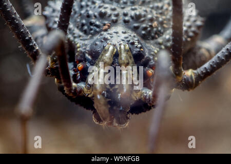 Extreme close-up of daddy long legs (harvestman), arachnid from Brazil (Gonyleptidae)