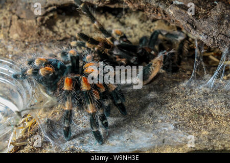 Tarantula (exotic pet) during moult process (ecydsis), arachnid close-up Stock Photo