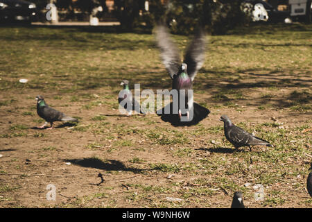 Blur picture of flock pigeons , one of them taking off wagging by wings Stock Photo