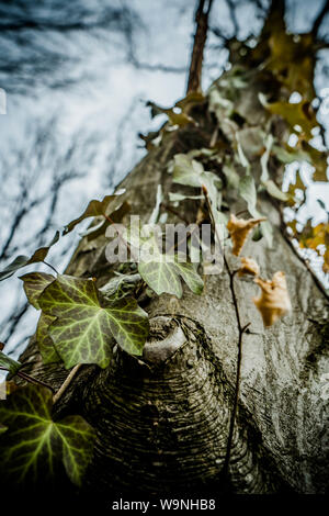 Close up art picture of common ivy climbing up on the old majesty hornbeam tree in wild forest Stock Photo