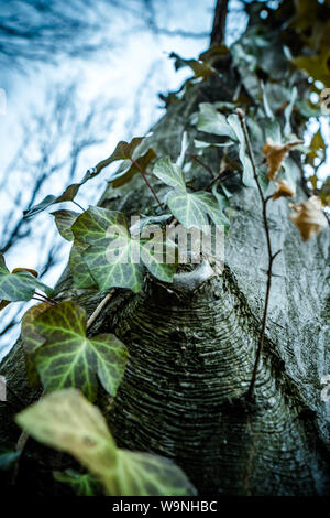 Close up art picture of common ivy climbing up on the old majesty hornbeam tree in wild forest Stock Photo