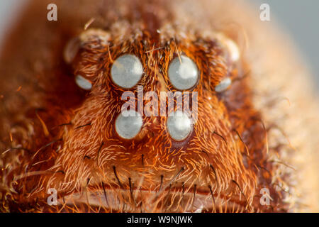 Brazilian wandering spider (Phoneutria) eyes on an empty exoskeleton (arachnid exuvia) Stock Photo