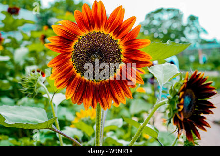 beautiful warm closeup  picture of red sunflowers with a black seeds in the botanic garden with a bright sky on background , horizontal Stock Photo