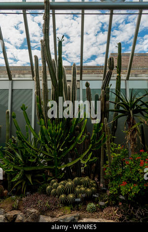 A different types of cactus grow together in pavilion of Chicago botanic garden Stock Photo