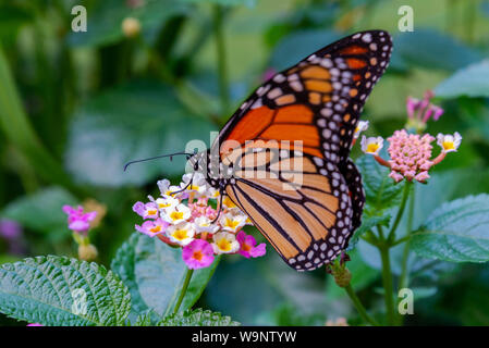 Monarch Butterfly feeding on a Lantana Stock Photo