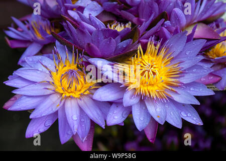 Bees feeding on Blue Water Lily flowers (Nymphaea nouchali) at Kandy in Sri Lanka. This is the national flower of Sri Lanka Manel flower). Stock Photo