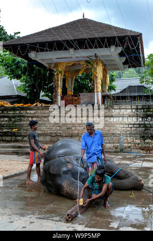 An elephant is washed by mahouts adjacent to the Temple of the Sacred Tooth Relic prior to parading in Buddhist Esala Perahera at Kandy, Sri Lanka. Stock Photo
